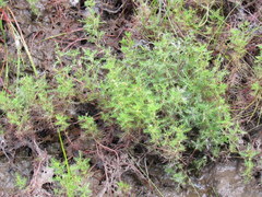 Proserpinaca pectinata