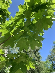 Acer platanoides