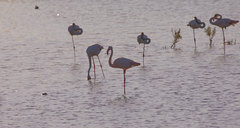 Phoenicopterus roseus