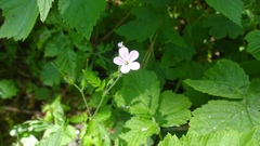 Geranium robertianum