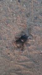 Dorcus parallelipipedus