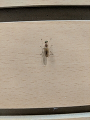 Ptecticus trivittatus