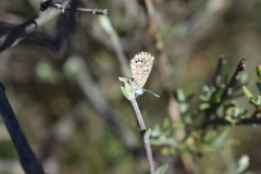 Brephidium metophis
