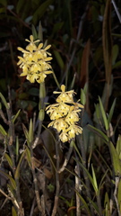 Epidendrum tenuicaule