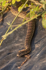 Hemorrhois hippocrepis