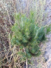 Pinus halepensis