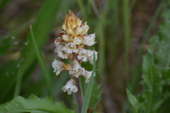 Orobanche picridis