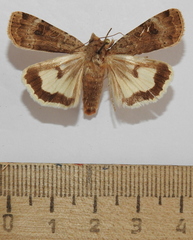 Noctua interposita