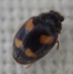 Nephus quadrimaculatus