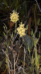 Epidendrum tenuicaule