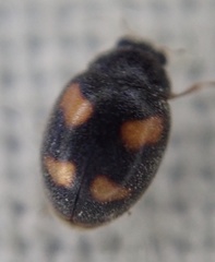 Nephus quadrimaculatus