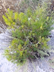 Pinus halepensis