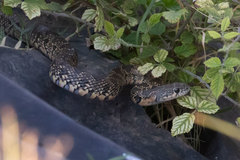 Hemorrhois hippocrepis