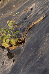 Hemorrhois hippocrepis