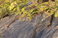 Hemorrhois hippocrepis