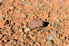 Trachypetrella anderssonii