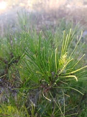 Pinus halepensis