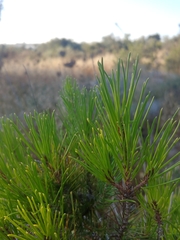 Pinus halepensis
