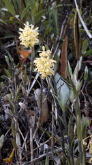 Epidendrum tenuicaule