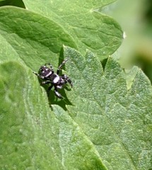 Dendryphantes nigromaculatus