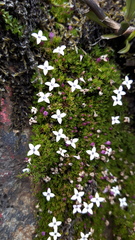 Arcytophyllum filiforme