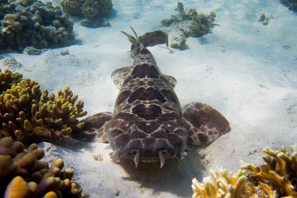 Northern Wobbegong