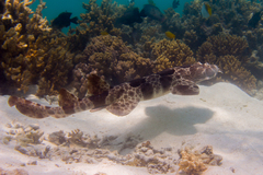 Northern Wobbegong photo 4