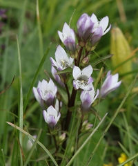 Gentianella rhaetica