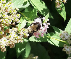 Bombus impatiens
