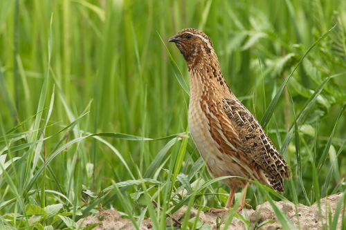 Codorniz común (Coturnix coturnix)