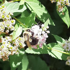 Bombus impatiens
