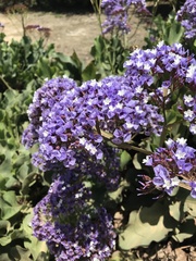 Limonium perezii