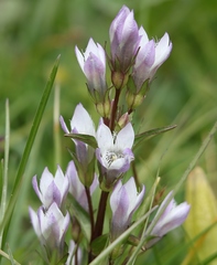 Gentianella rhaetica