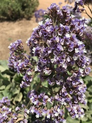 Limonium perezii