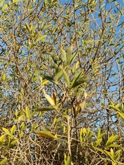 Anagyris foetida