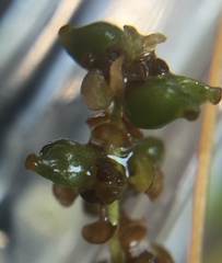 Potamogeton strictifolius