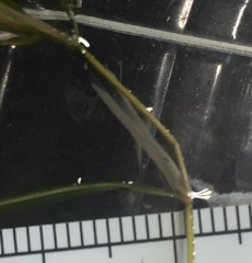 Potamogeton strictifolius