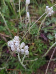 Antennaria dioica