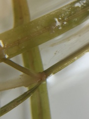 Potamogeton strictifolius