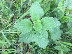 Ballota nigra