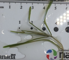 Potamogeton strictifolius