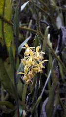 Epidendrum tenuicaule