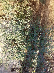 Capparis zoharyi