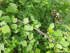 Ribes diacanthum