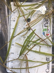 Potamogeton strictifolius