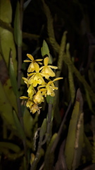 Epidendrum tenuicaule
