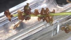 Potamogeton strictifolius