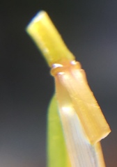 Potamogeton strictifolius