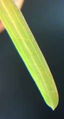 Potamogeton strictifolius