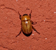 Cyclocephala putrida